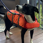 photo of dog in lifejacket